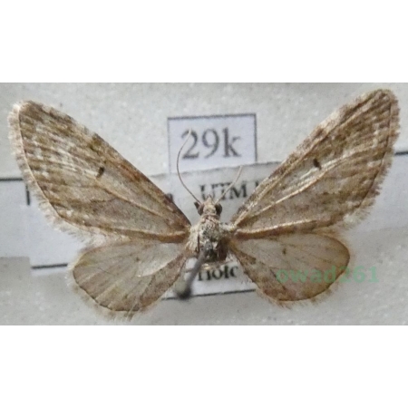 Eupithecia millefoliata Rössler, 1866 Grotnik krwawniczak Poland29k